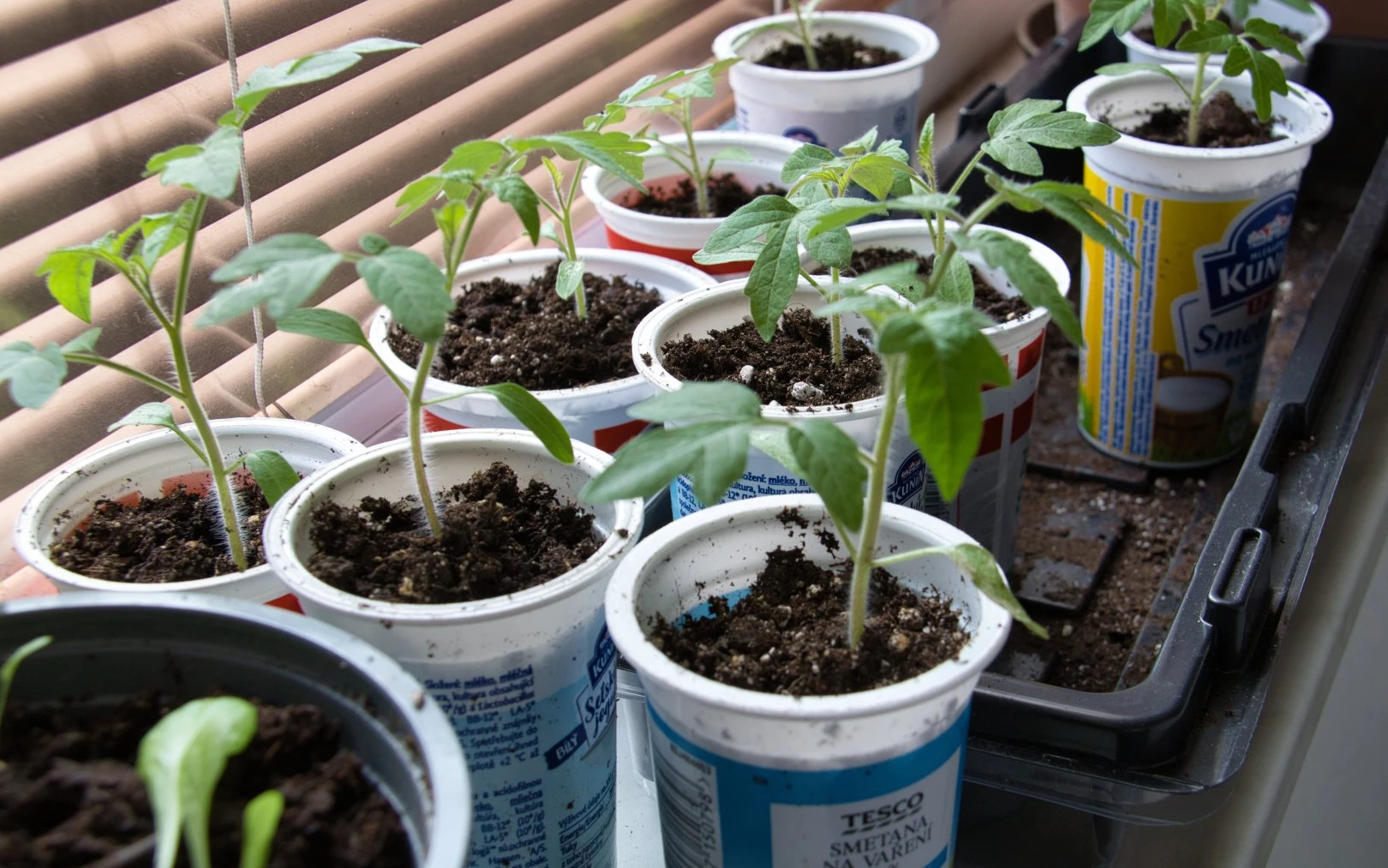 Sazenice rajčat v kelímcích
