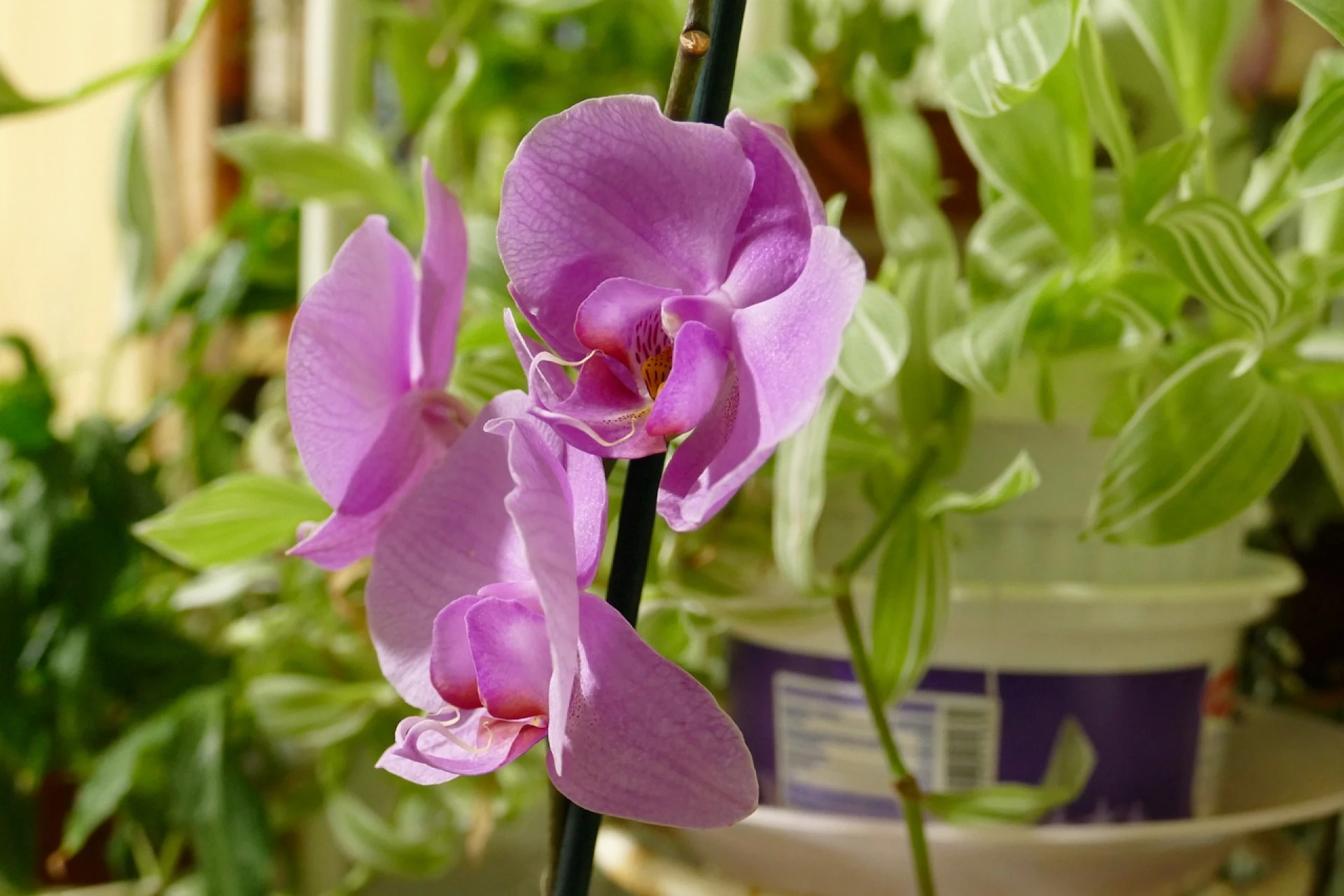 Orchidej Orchidej