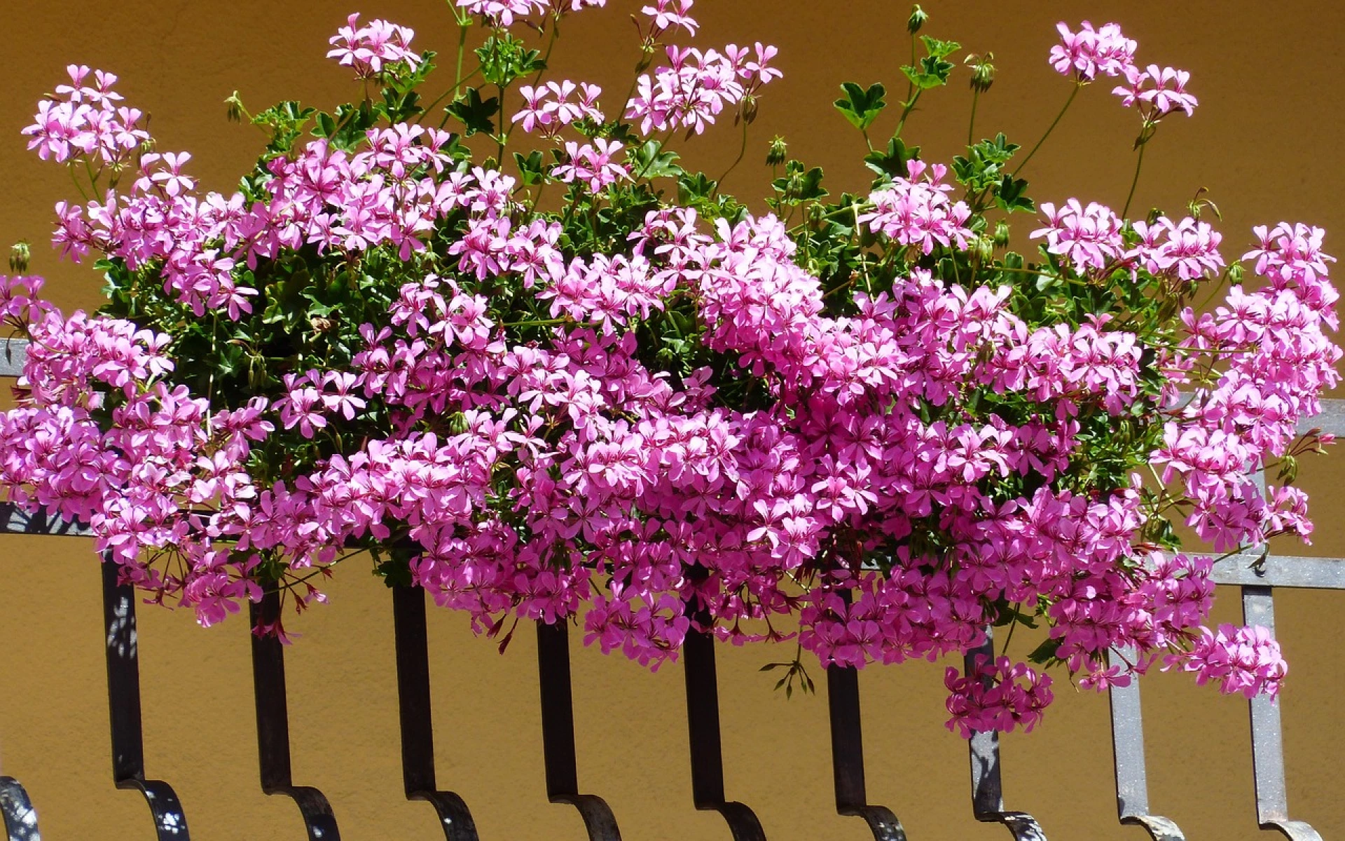 Proč muškáty chřadnou a nekvetou: Podpořte je v kvetení jednoduchým krokem