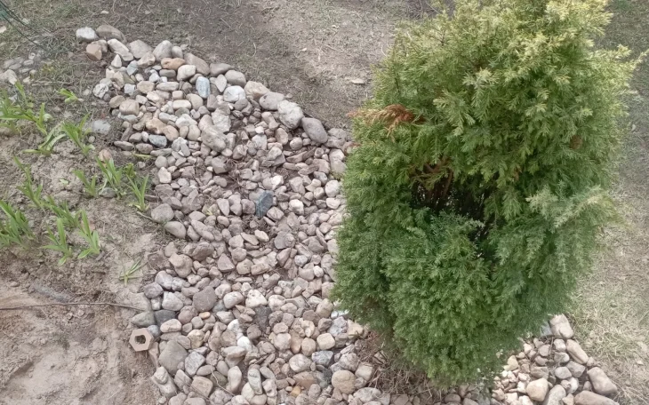 Štěrková zahrada s tújí