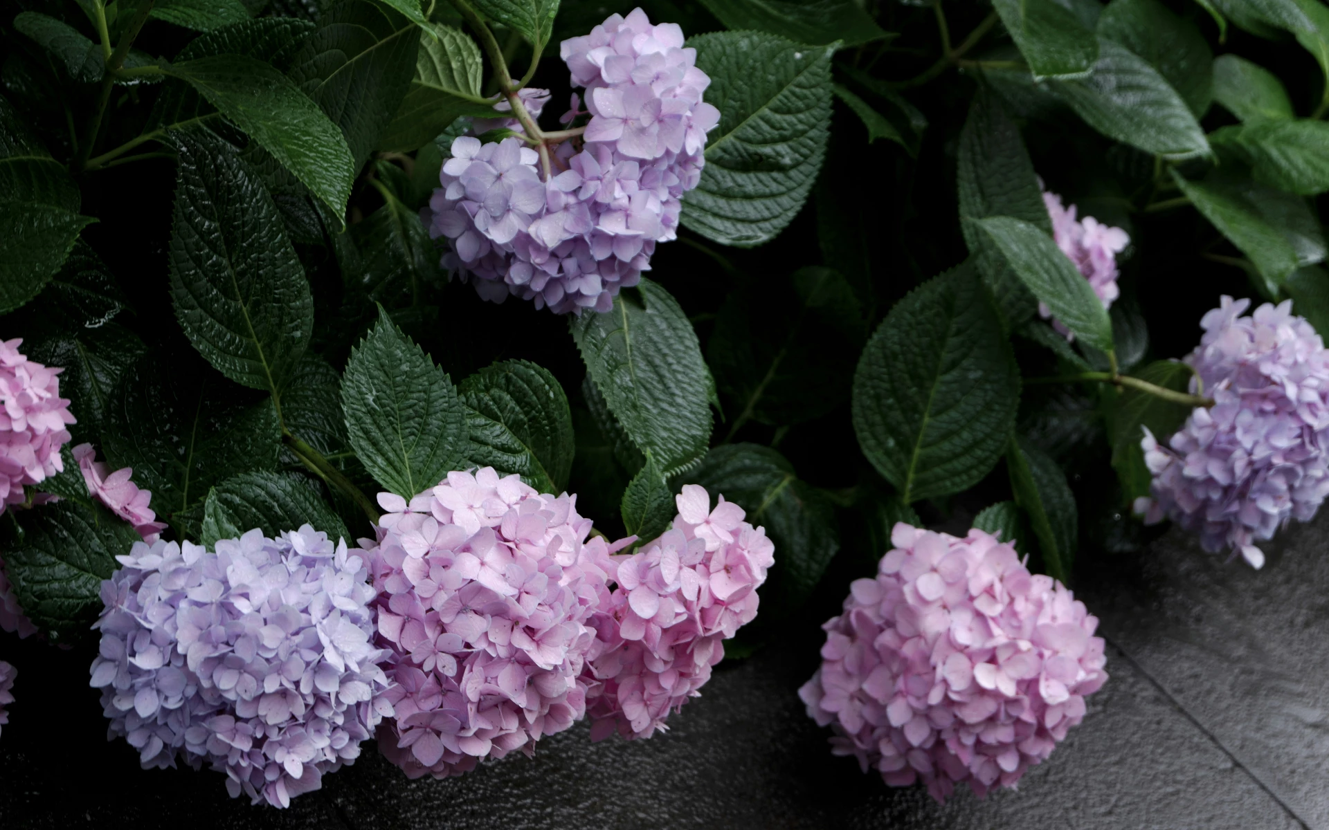 Jak efektivně množit hortenzie? A kdy je vhodný čas pro tento krok?