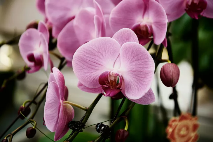 Orchidej