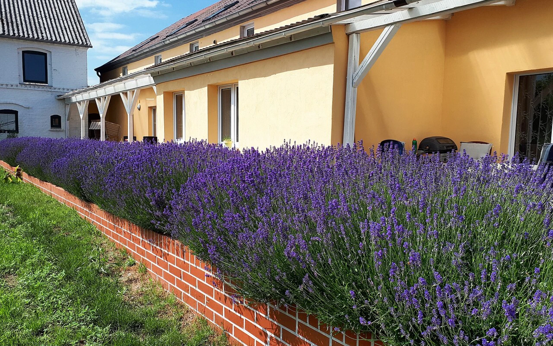 Stříhání levandule: Chcete více květů? Seřízněte ji ve správný čas