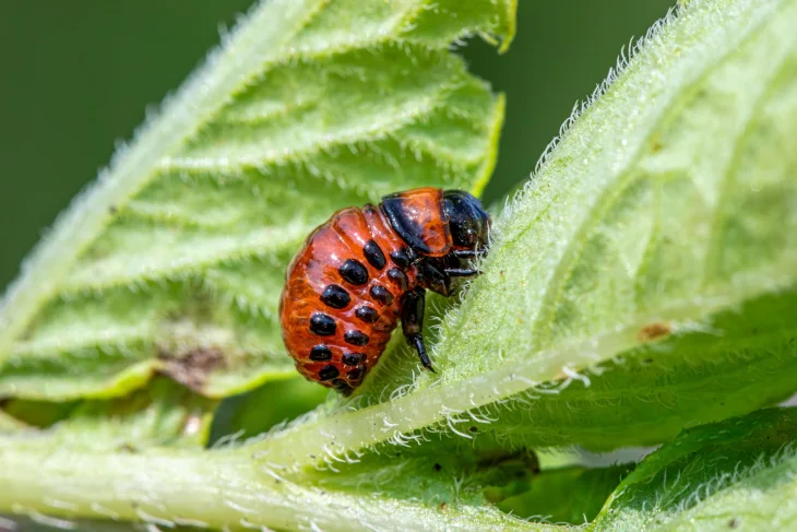 Larva mandelinky bramborové na listech