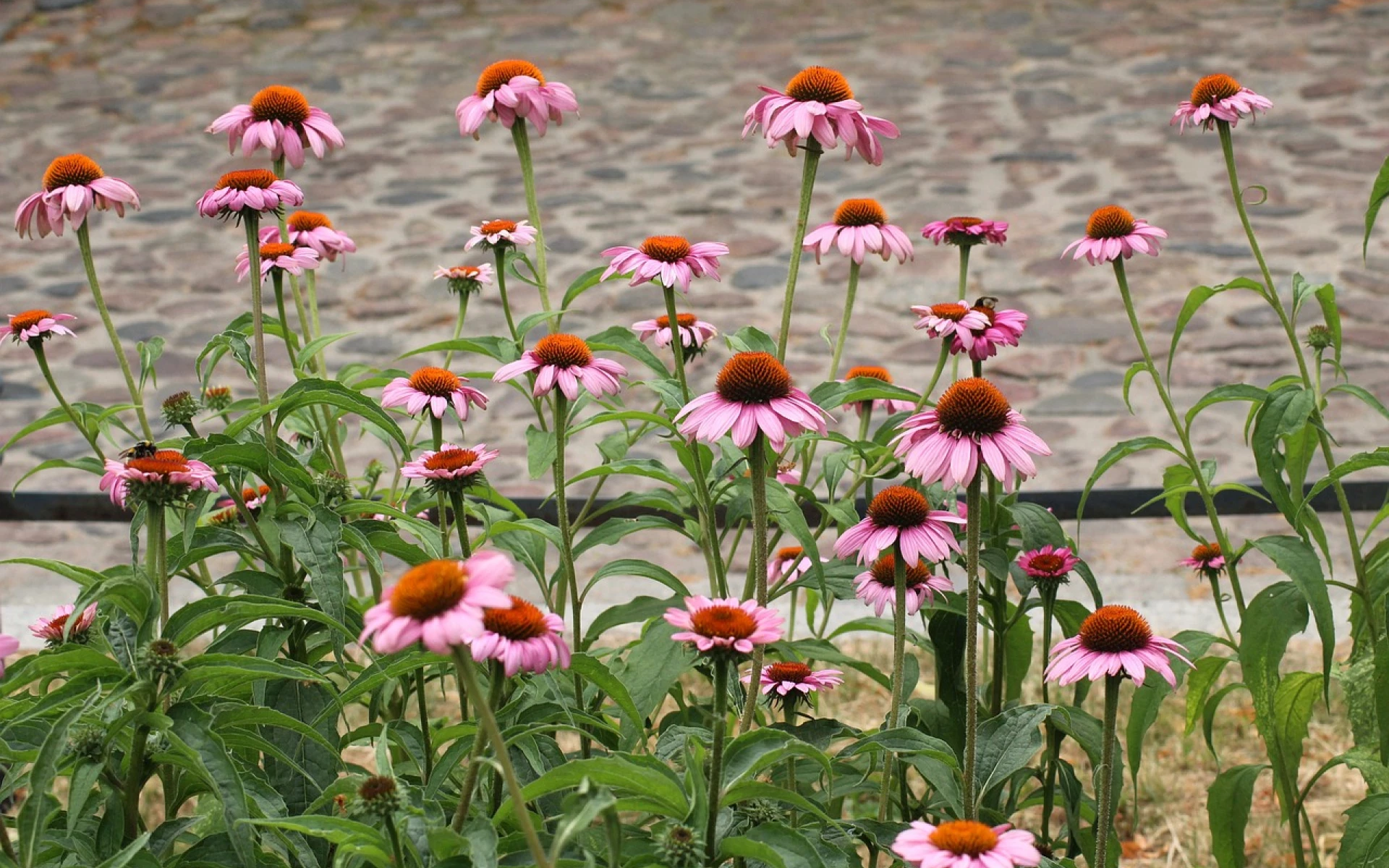 Které trvalky po odkvětu nestříhat a které naopak řez vyžadují, aby bohatě kvetly