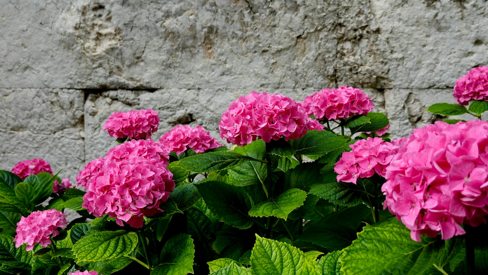 Hnojení hortenzií: Čím a kdy je hnojit, abychom se těšili z bohatého květenství