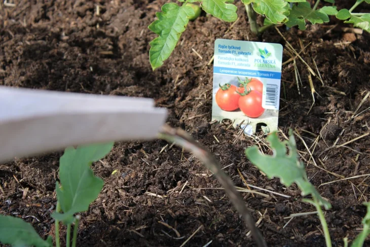 Zalévání rajčat na záhoně