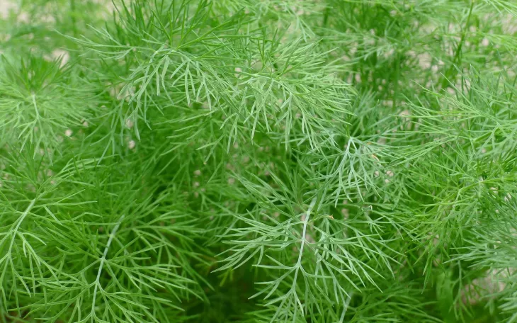 Kopr