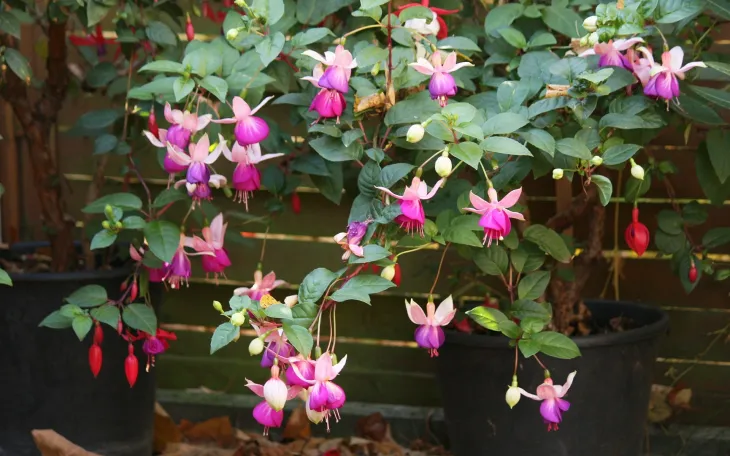 Fuchsie