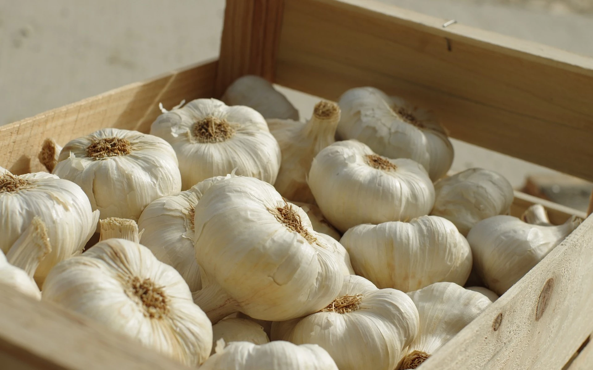 Jak poznat, že je čas sklízet česnek? Sledujte tyto signály, ať nepřijdete o úrodu