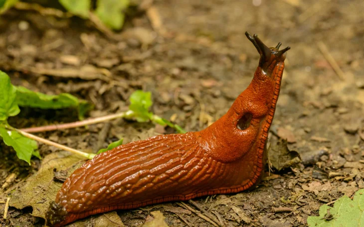 slimak
