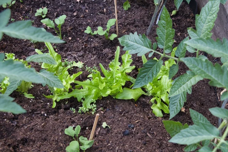 Záhon se saláty a s biouhlem