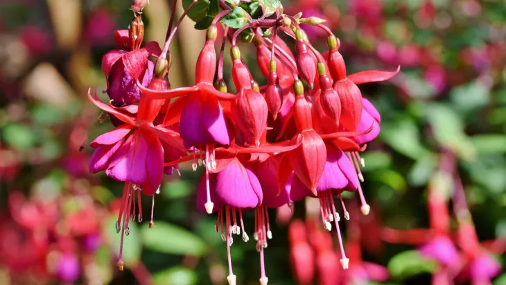 Fuchsie