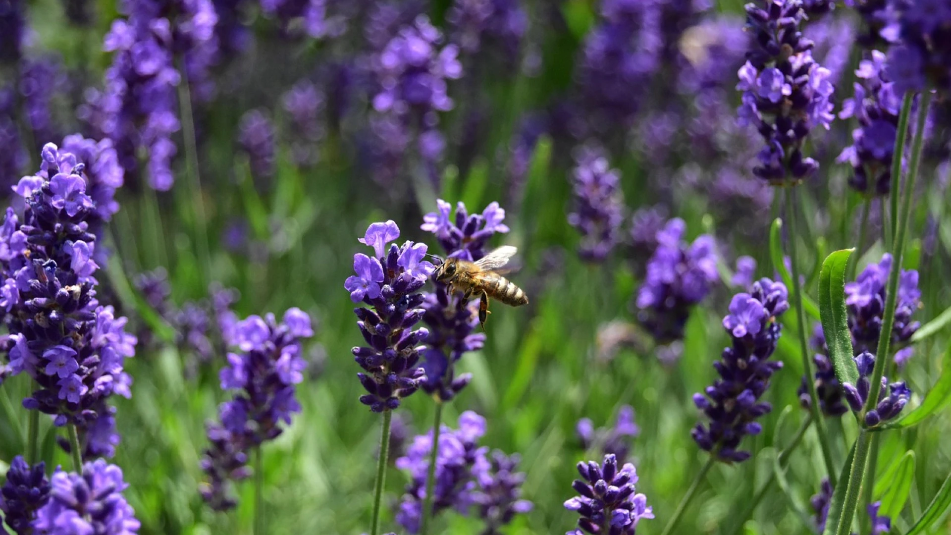 Levandule: Nádobové pěstování je složitější, pokud se ale vyhnete některým chybám, pokvete více než na záhonech