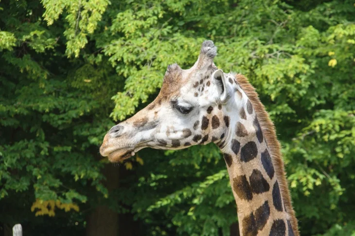 Žirafa v Zoo Lešná Žirafa v Zoo Lešná