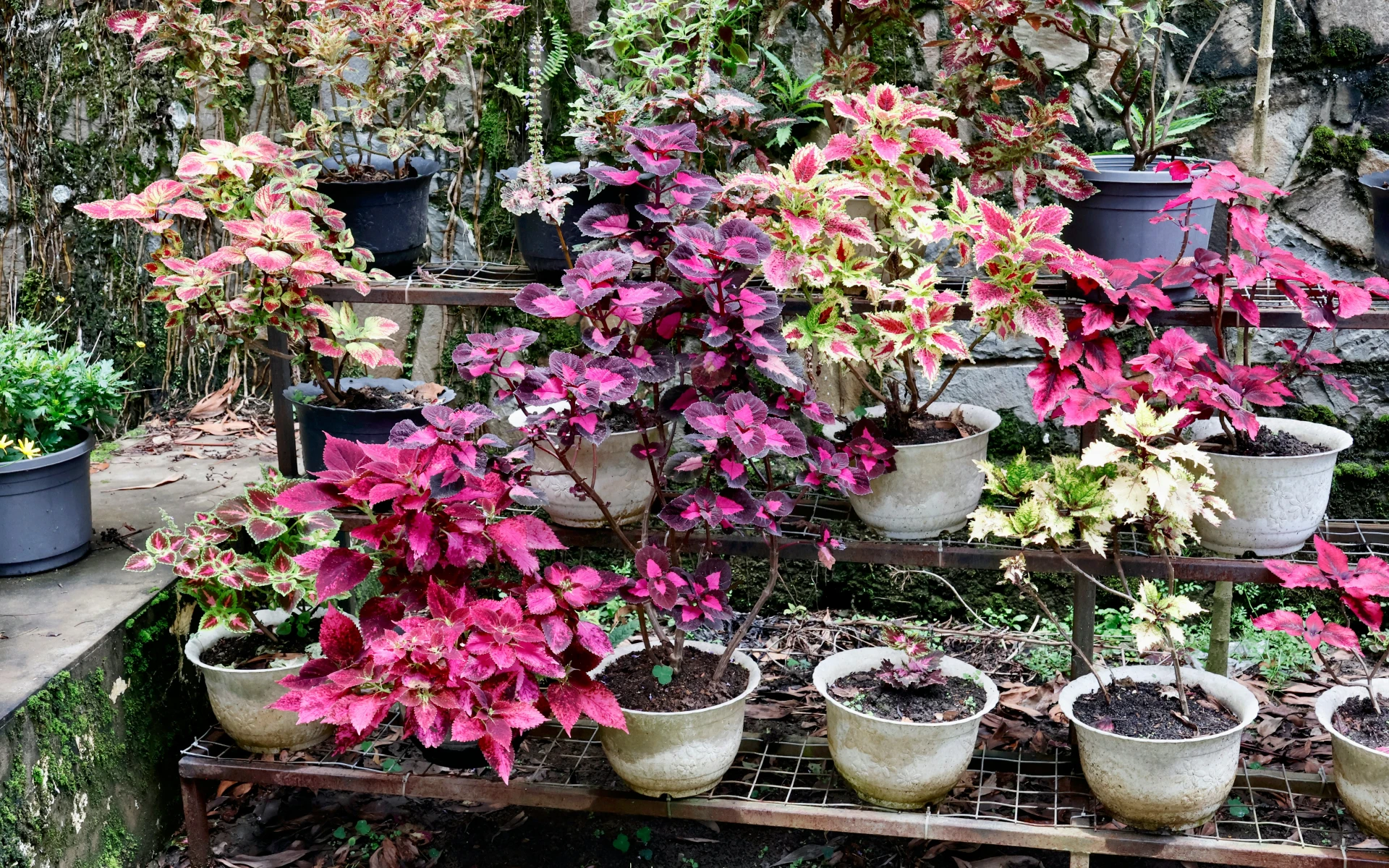 Africké kopřivy v květináčích na zahradě