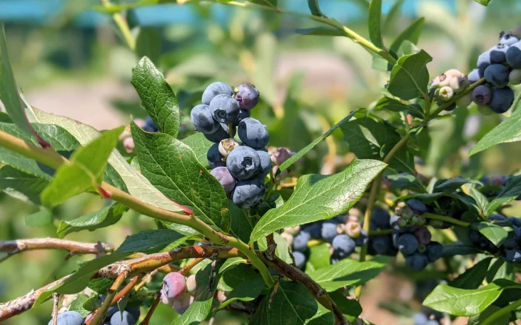 Péče o borůvkový keř pro bohatou úrodu plodů