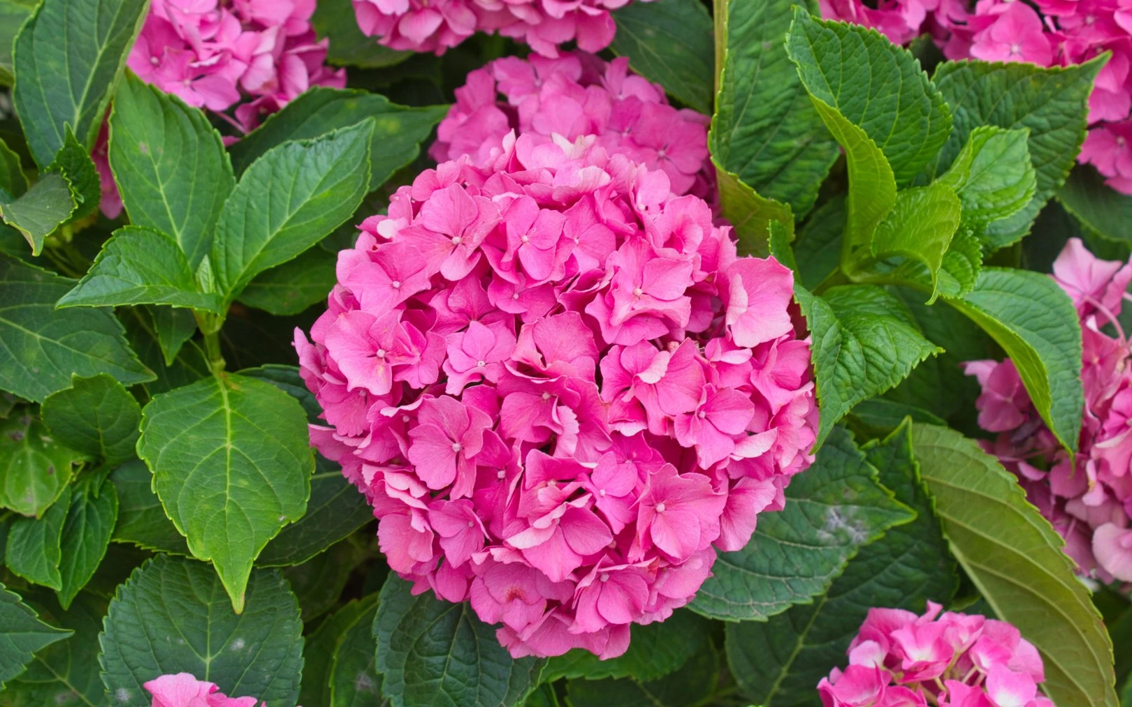 Podpořte kvetení hortenzií během léta těmito jednoduchými, ale důležitými kroky