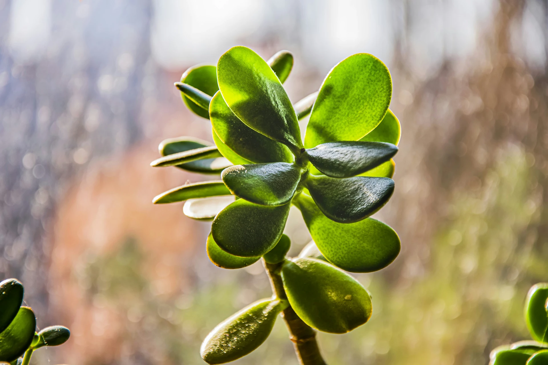 Crassula Crassula