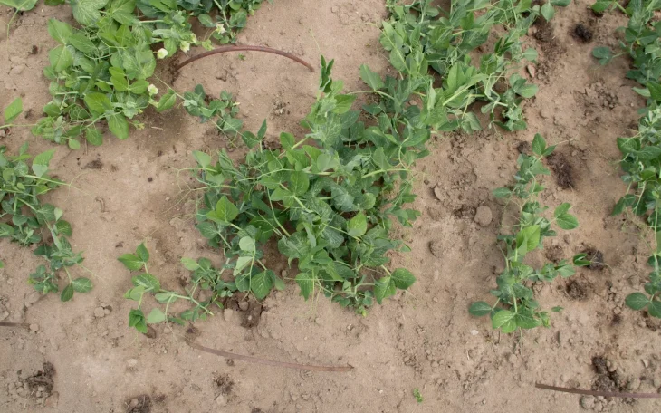 Jílovitá půda na zahradě s rostlinami hrášku