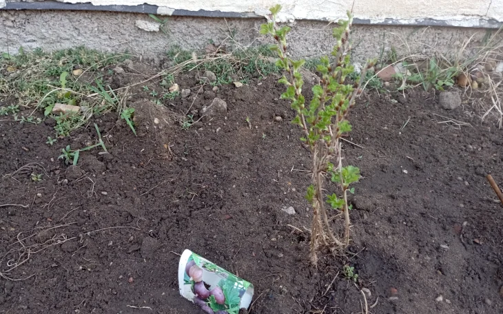 Výsadba angreštu na zahradě