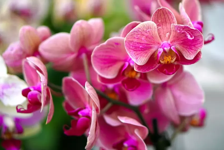květ orchideje