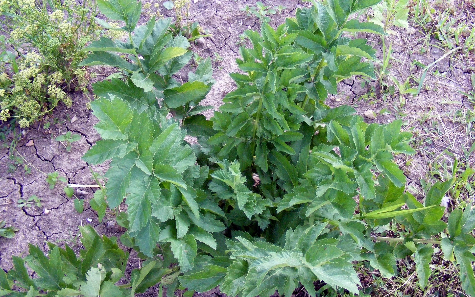 Jak pěstovat libeček, aby vyrostl do výšky 2 metrů? Stačí se držet několika pravidel