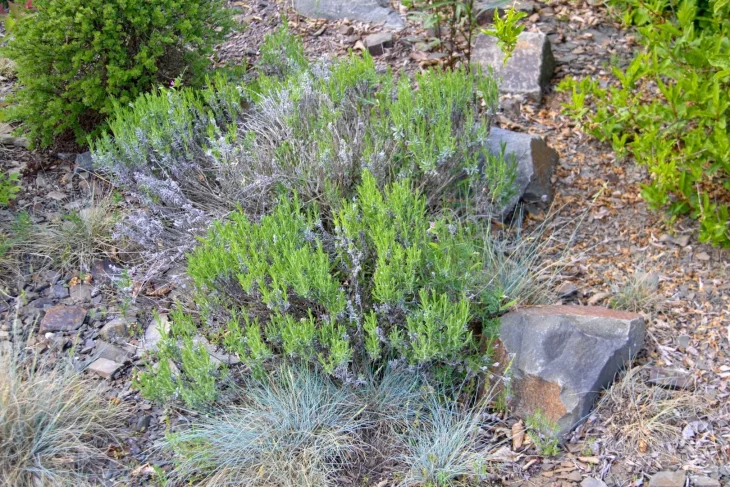 Levandule na záhonu