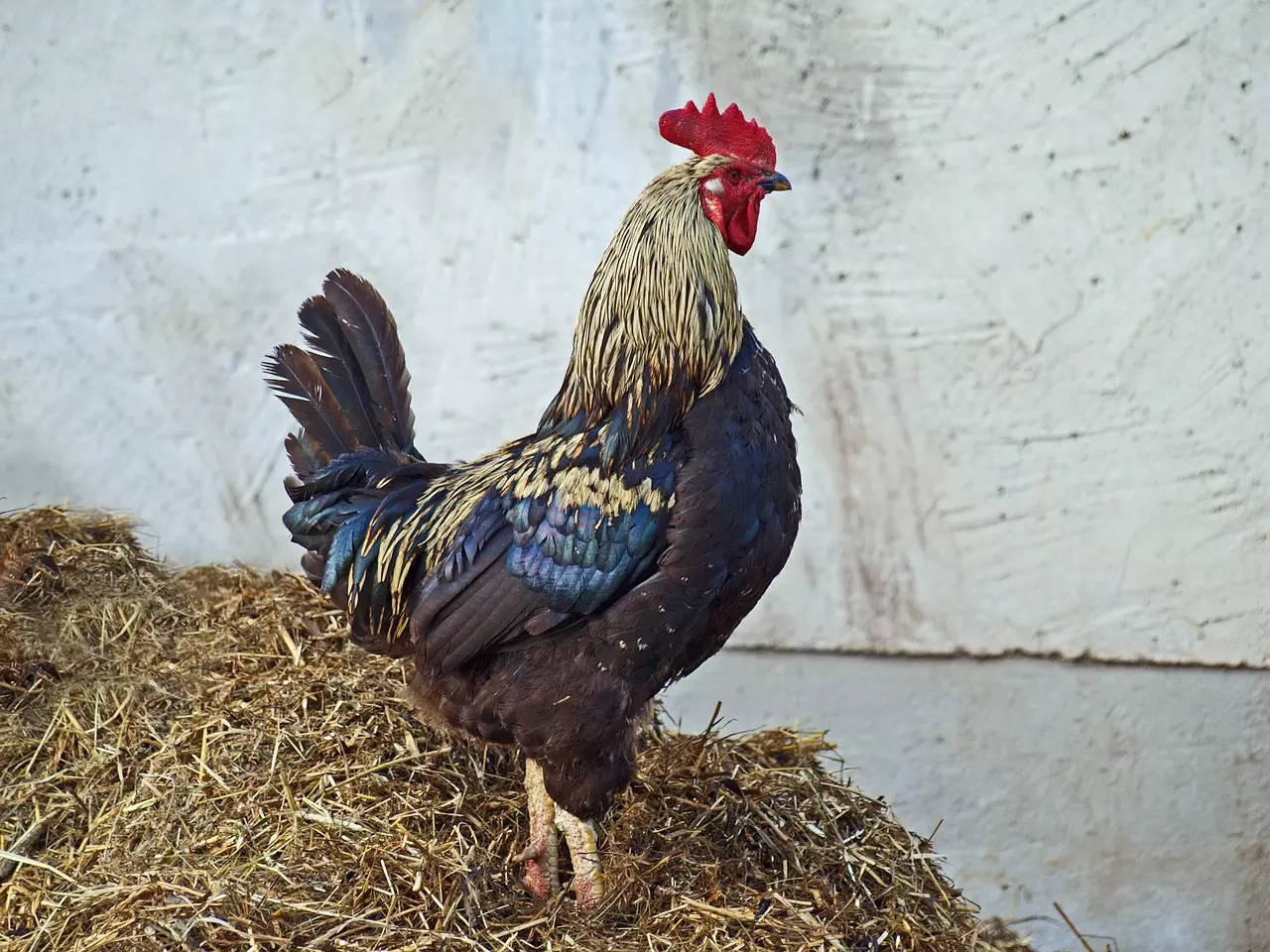 Hnojivo ze slepičího trusu: Jak ho nejlépe připravit a čemu se vyhnout?