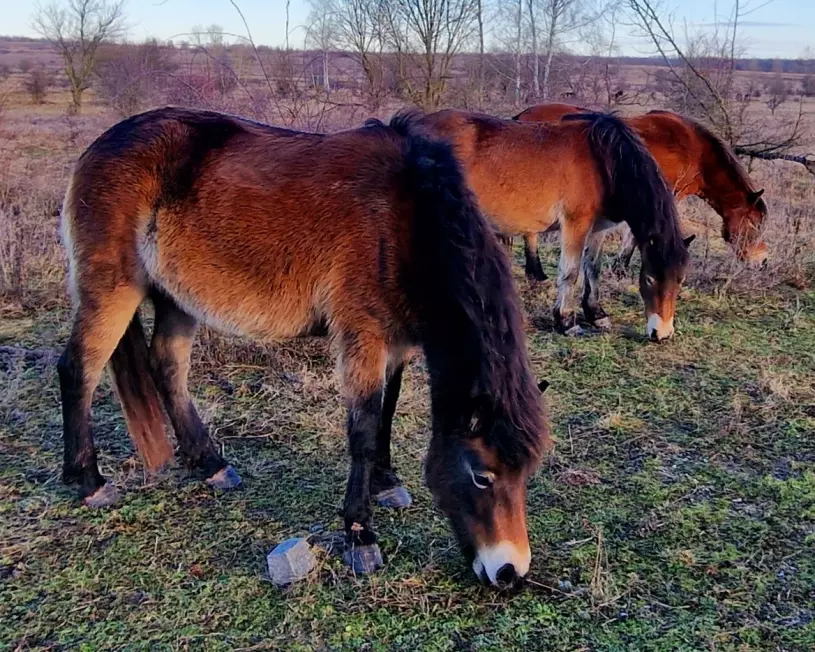 DIvocí koně Milovice