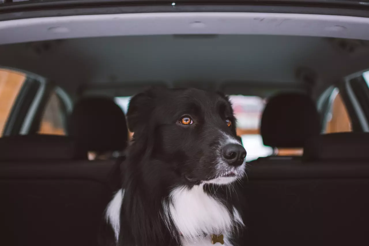 5 důležitých tipů na cestování se psem: odteď bezpečně a s radostí