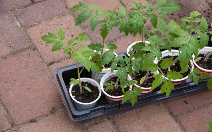Chyby při výsevu rajčat vedou ke slabým sazenicím