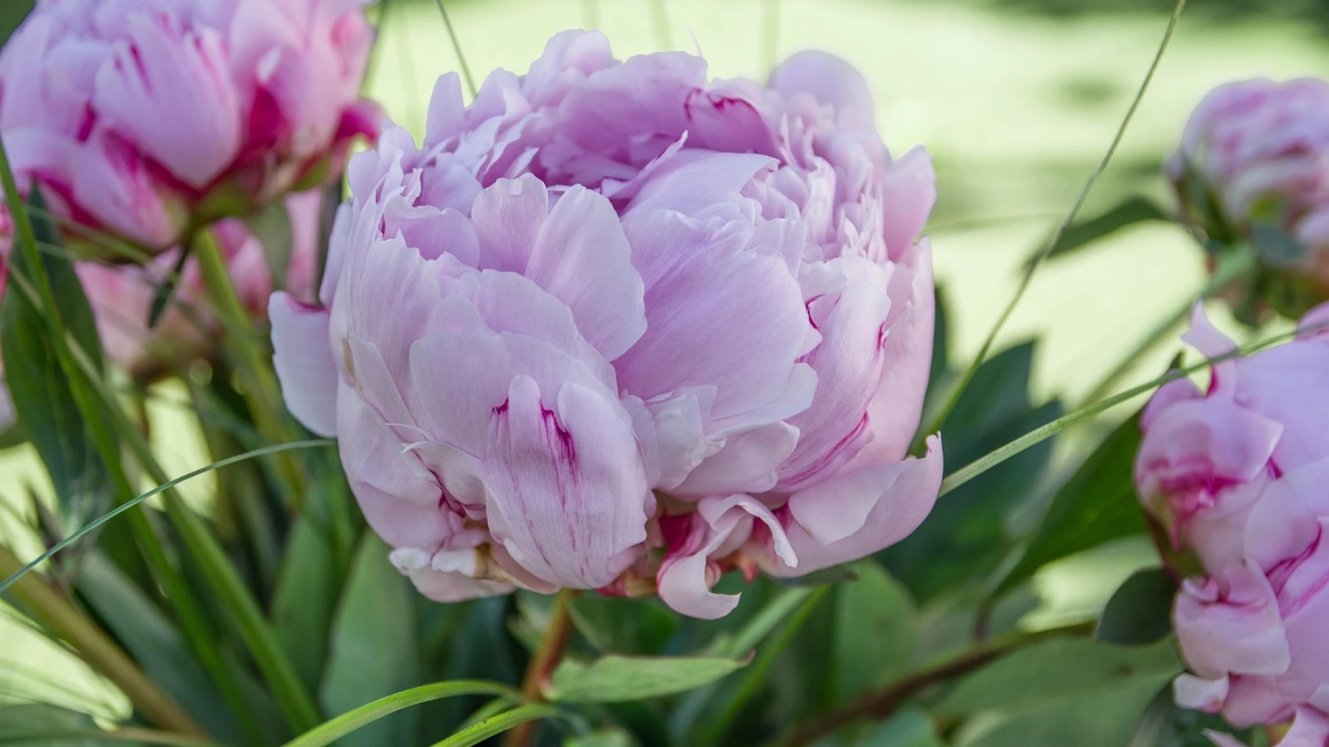 Pěstování pivoněk: Chybná péče vede k nekvetoucí rostlině. Co dělat, aby bohatě kvetly