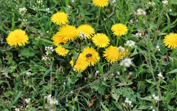Máte na zahradě pampelišky a každoročně se je snažíte…