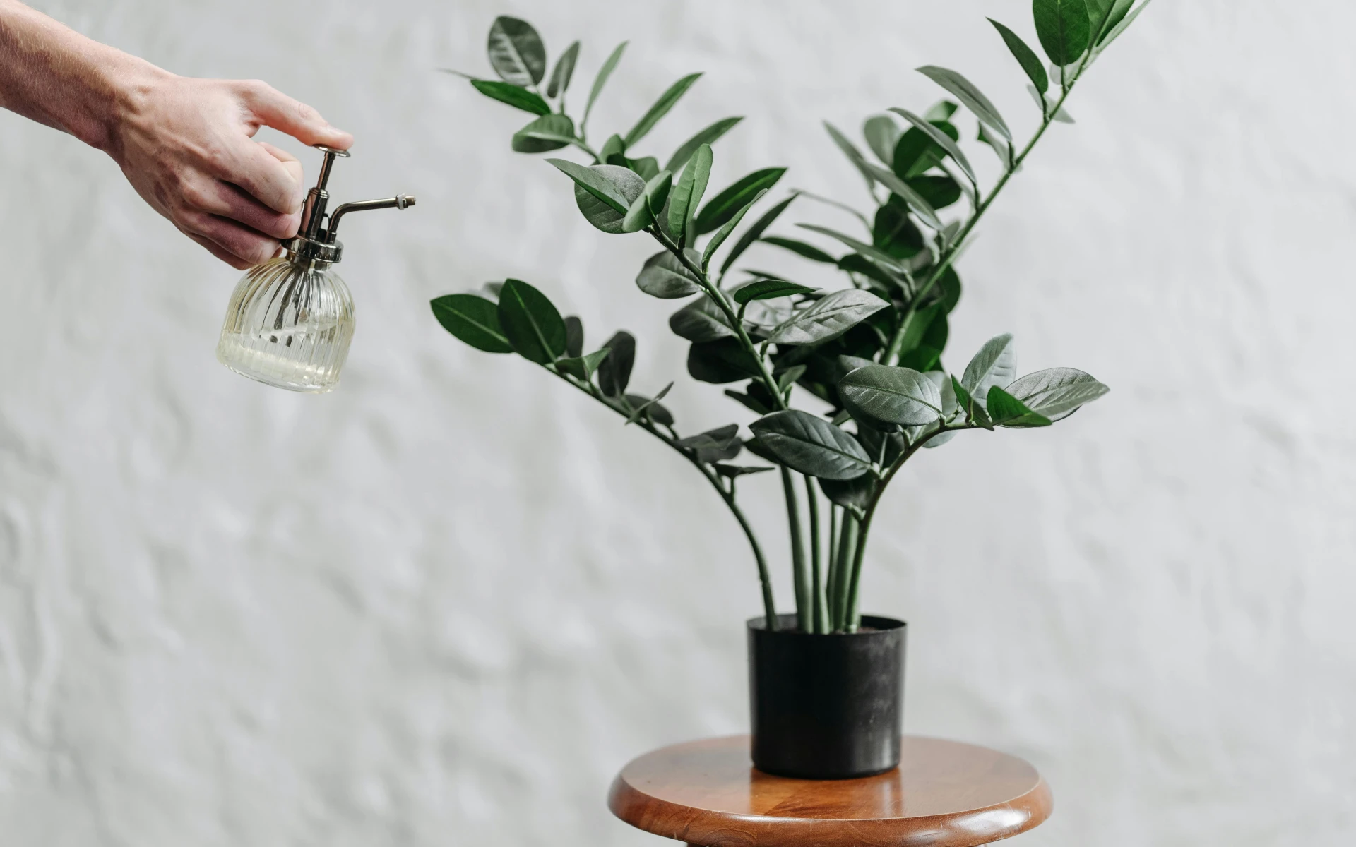 Hnojení zamiokulkasu: Jeho zdravý růst a krása tkví ve správně vybraných živinách