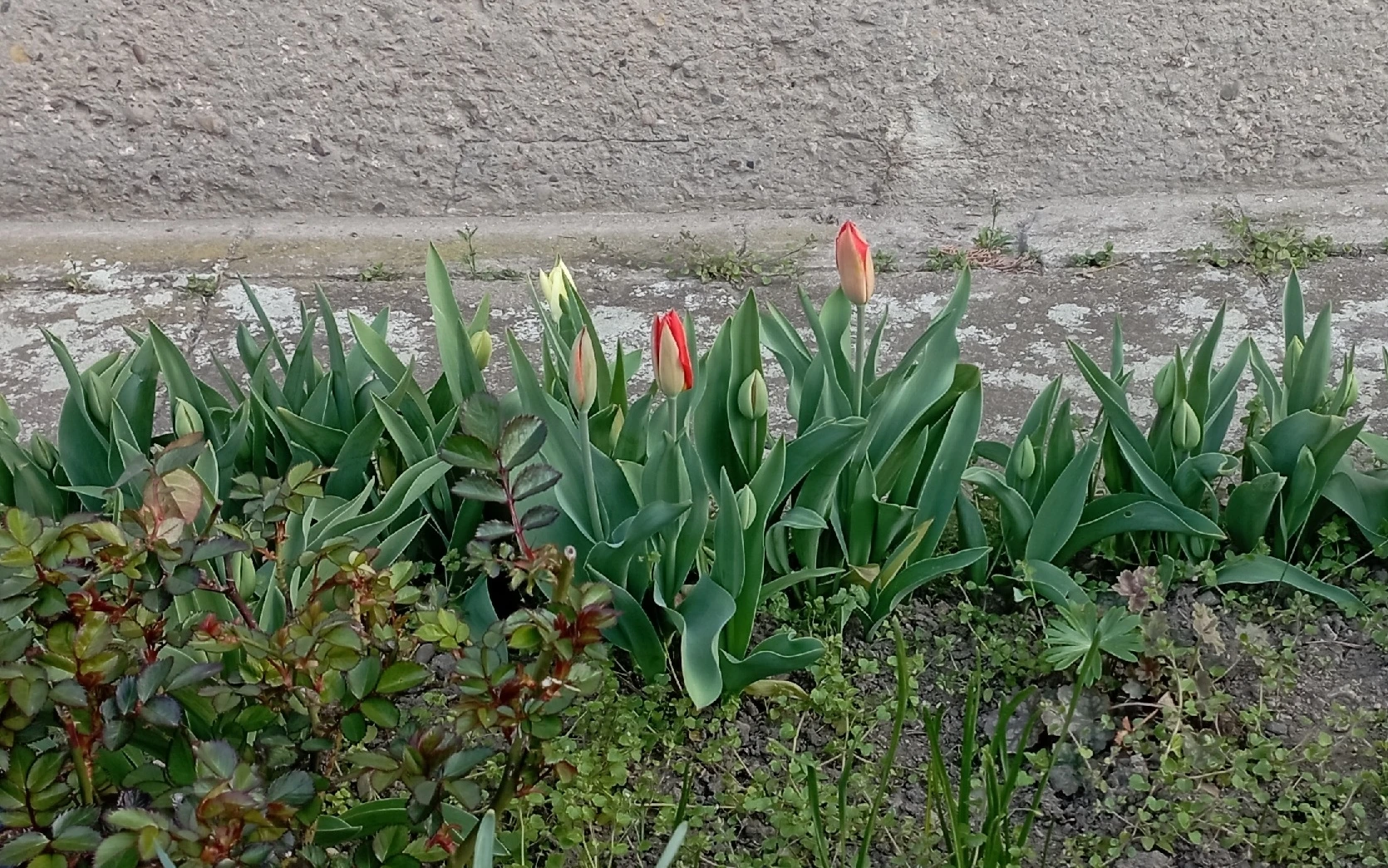 Pěstování tulipánů na záhonu