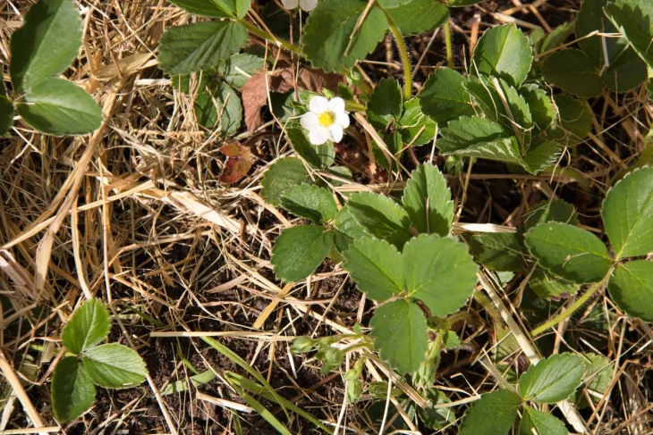 Jahody zamulčované senem