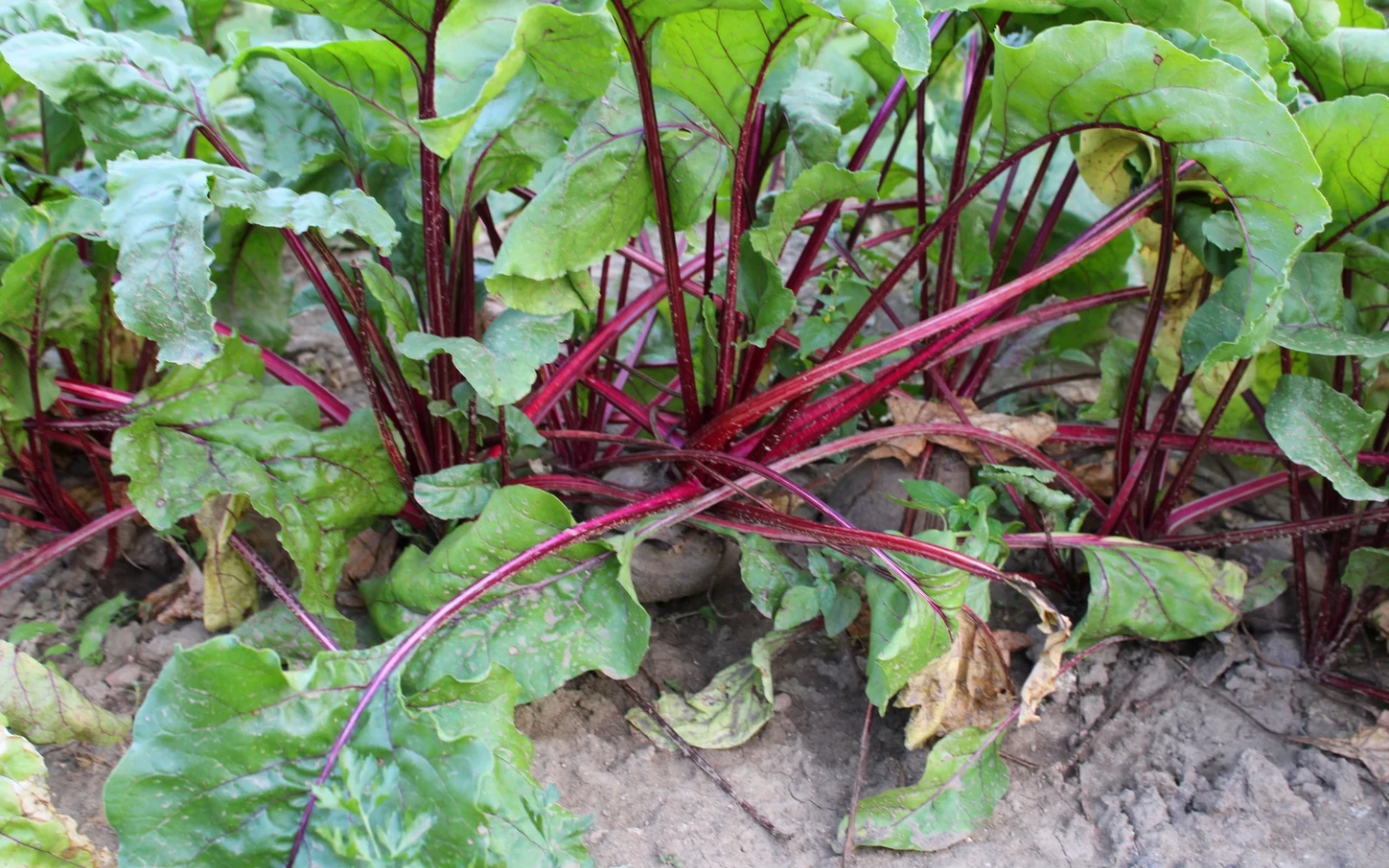 Jak zpracovat a skladovat řepu? Vyzkoušejte několik způsobů