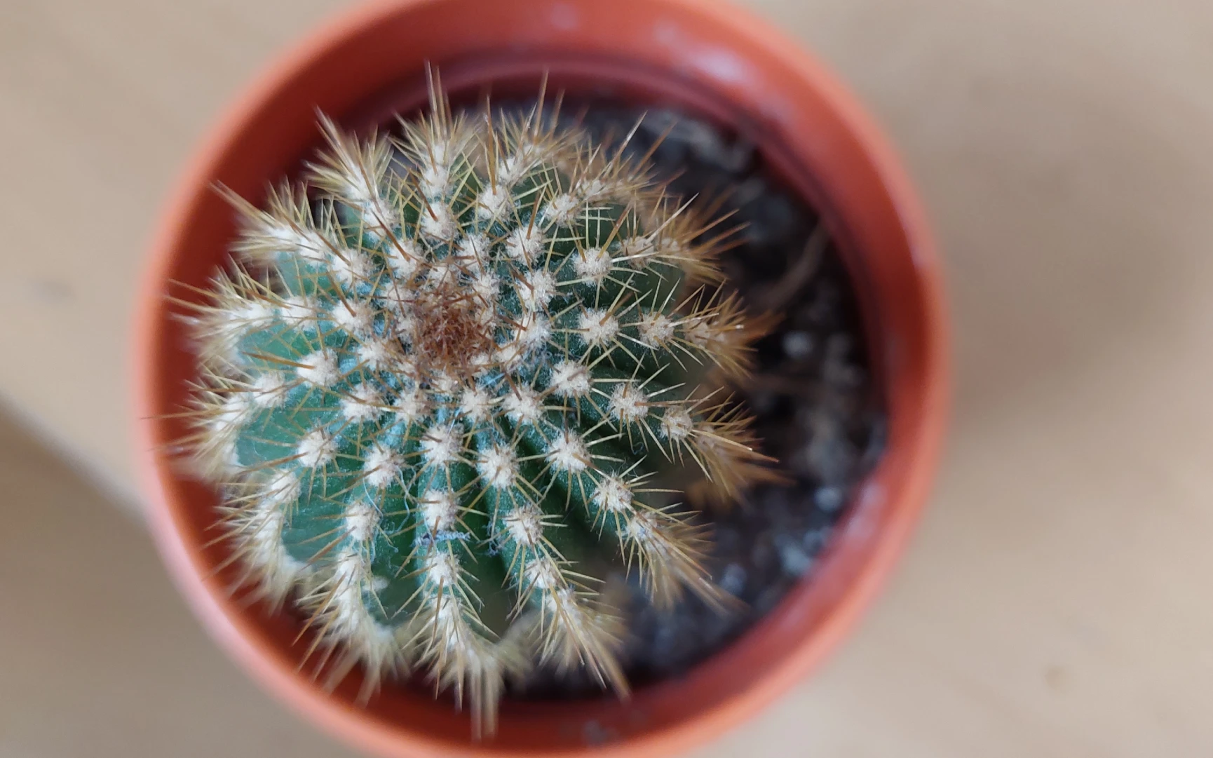 Jak pěstovat kaktus a co nedělat v zimě