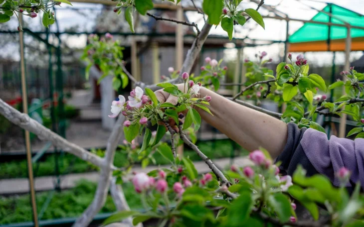 Kvetoucí strom, na který je vhodné našplíchat přírodní postřik proti mšicím