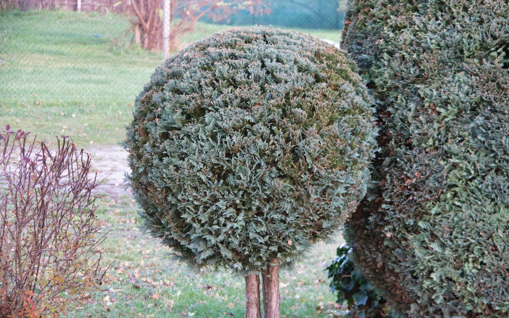 Živý plot v únoru a péče o něj