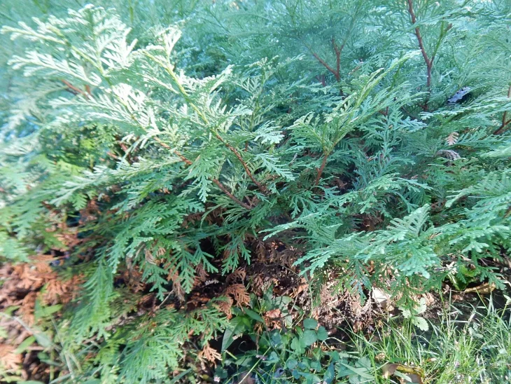 Túje Thuja na zahradě
