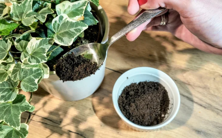 Použití kávové sedliny jako hnojiva pro rostliny