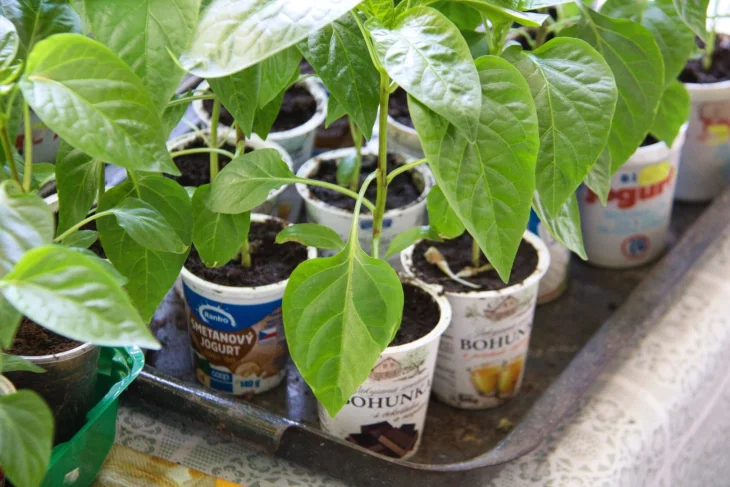 Sazenice paprik v kelímcích