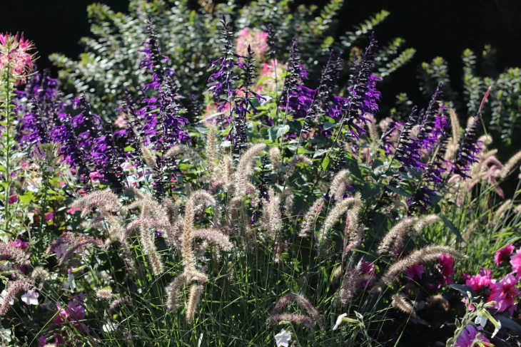 Navržení záhonu s kvetoucími trvalkami