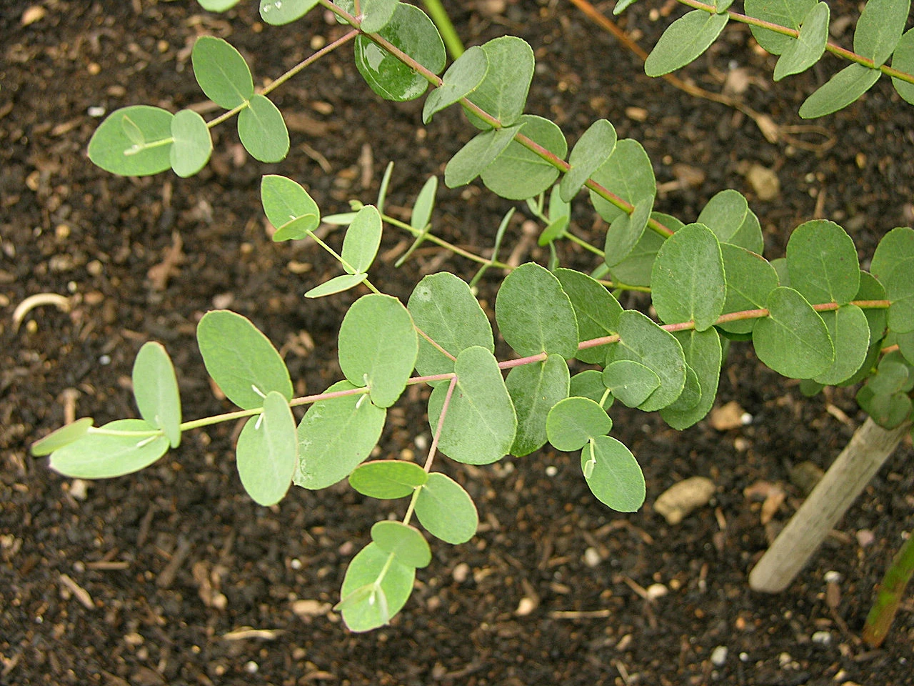 Eukalyptus Eukalyptus