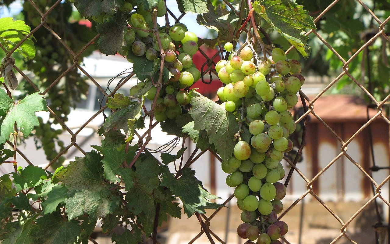 Hrozny v srpnu: Jakou péči vyžaduje réva a co důležitého nepodcenit