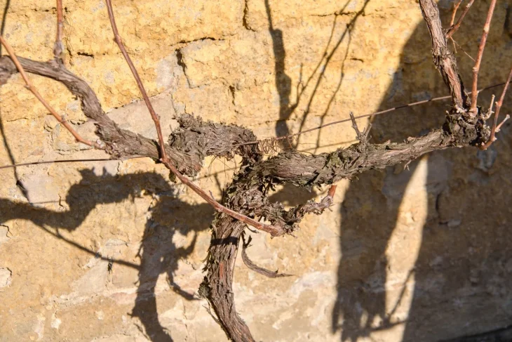 Ochrana révy pomocí dravých roztočů