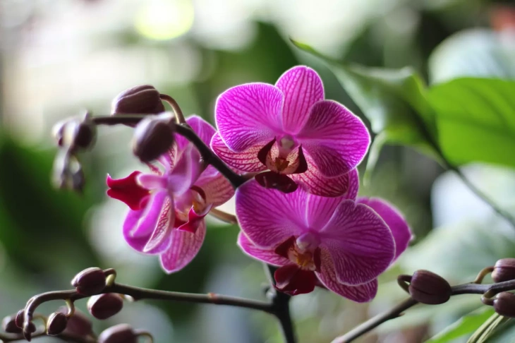 Orchidej