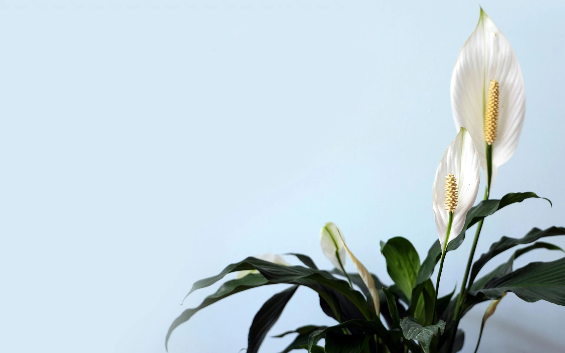 Správné umístění lopatkovce je pro bohaté kvetení zásadní: Kam ho umístit